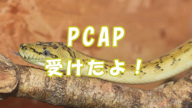 Cover Image for PCAP – Certified Associate in Python Programming を受験した